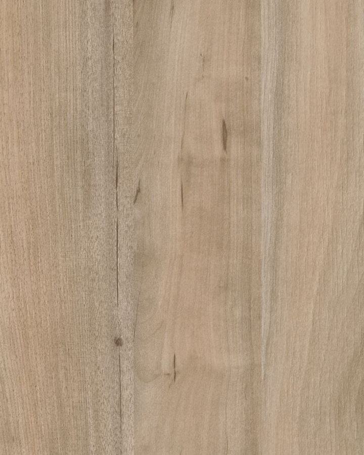 Acacia